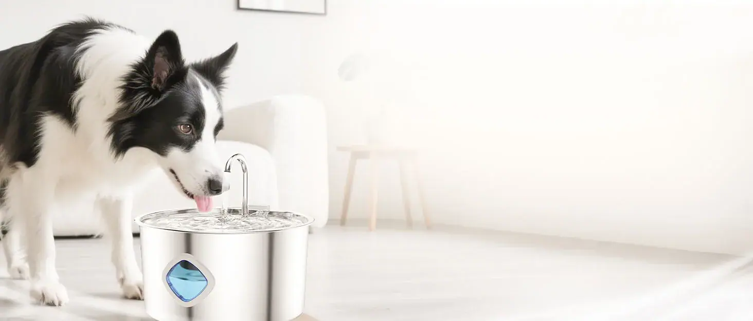 Border collie drinking from a stainless steel pet water fountain in a bright room